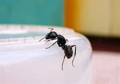 為什麼家裡很多螞蟻